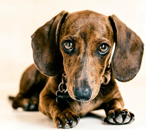 wow dog wow dog